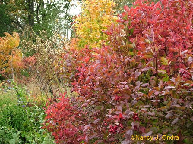 Viburnum trilobum Bailey Compact Oct 18 09 Viburnum trilobum Bailey Compact Oct 18 09