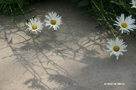 White daisies copy White daisies copy