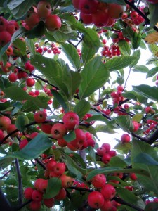 ESP crabapples ESP crabapples