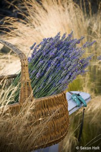 lavender harvest