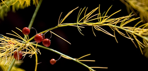 Bouquet_Asparagrass_crop