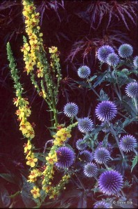Echinops and verbascum