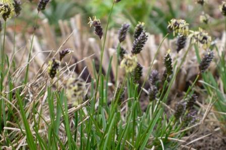 Sesleria caerulea