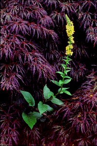 new verbascum and maple