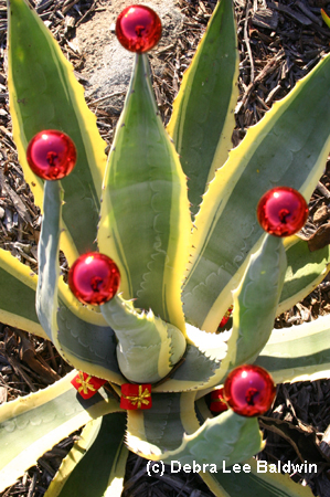 Agave americana resized copy Agave americana resized copy