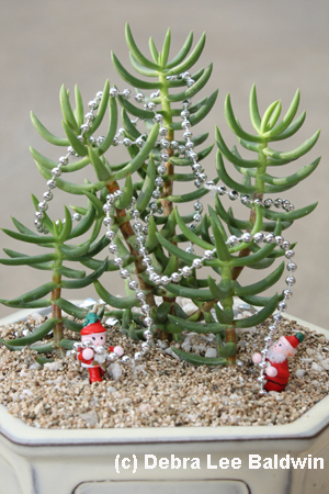 Crassula Xmas resized copy Crassula Xmas resized copy