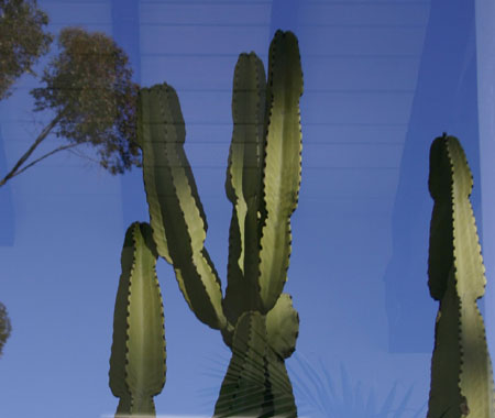 Euphorbia ammak cropped