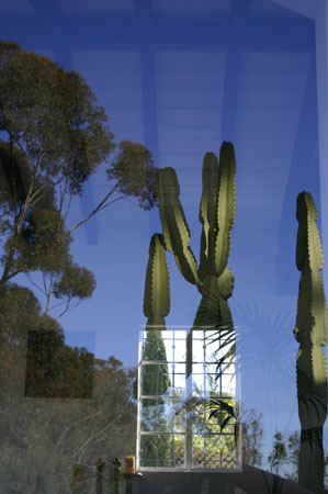 Euphorbia ammak