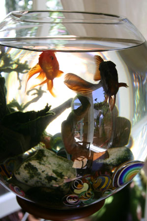 Fish bowl