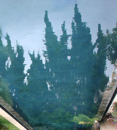 Junipers cropped
