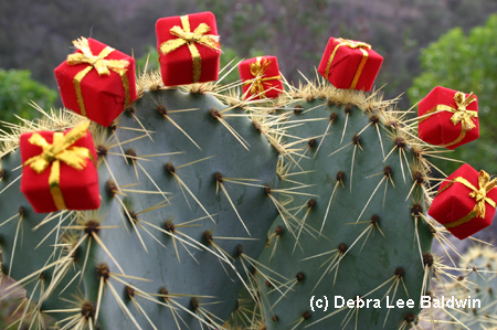 Opuntia resized copy Opuntia resized copy