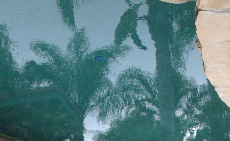 Palm trees