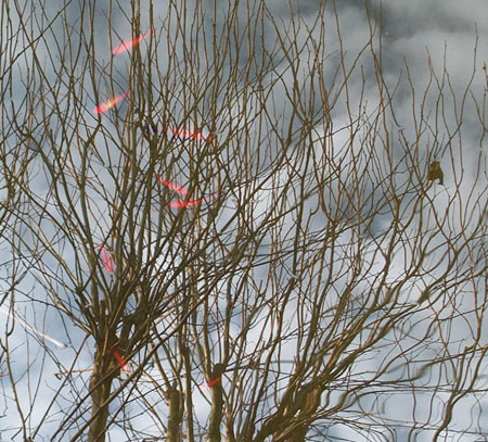 Pond cropped