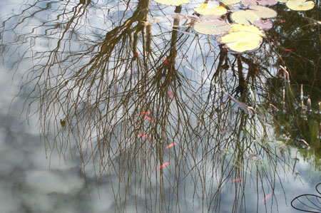 Pond