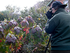 Saxon_winter_photog2