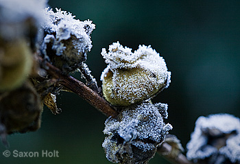 holt_903_2072.CR2