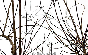 holt_903_2087cr_400pxA
