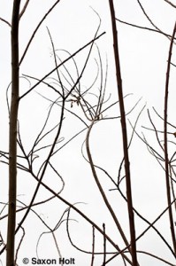holt_903_2094_400px Bare winter branches of Cotinus