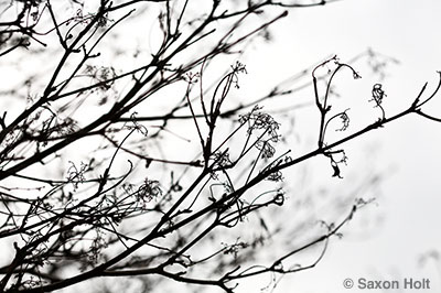 holt_903_2096_400px Bare branches Viburnum 'Summer Snowflake'