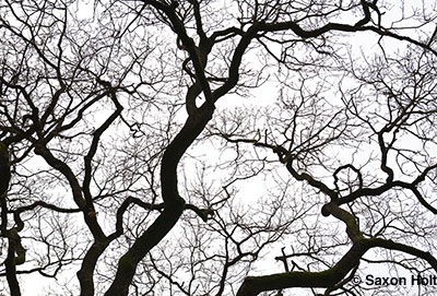 holt_903_2100_400px Valley Oak tree bare branches