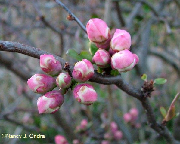 Chaenomeles Contorta buds April 12 09