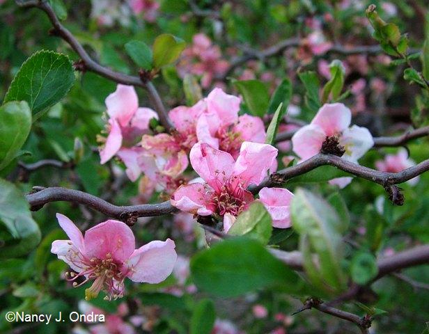 Chaenomeles Contorta in bloom