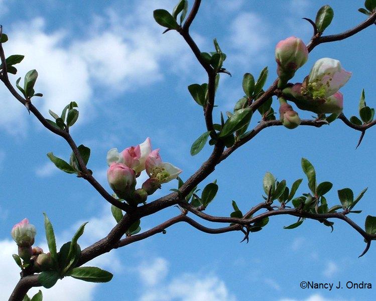 Chaenomeles Contorta in bud April 14 08