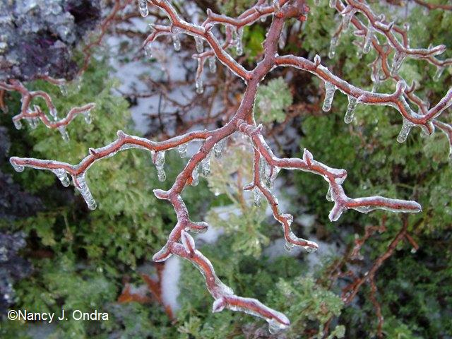 Chaenomeles Contorta on ice Dec 14 07