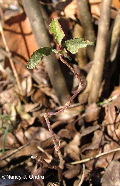 Chaenomeles contorted seedling Jan 10 09