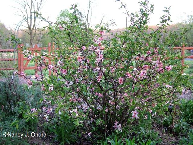 Chaenomeles speciosa Contorta in bloom