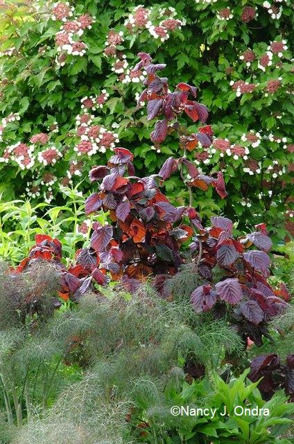 Corylus Red Majestic Viburnum Onondaga Foeniculum Rubrum