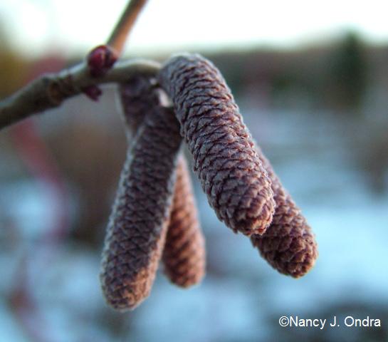 Corylus Red Majestic catkins Jan 10 09