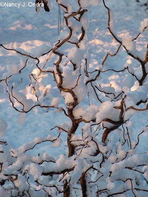 Corylus Red Majestic in snow