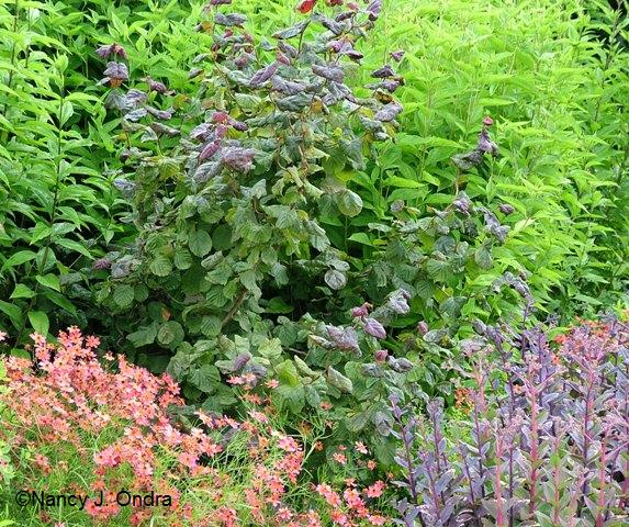 Corylus Red Majestic in summer