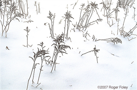 Astilbe in the Snow