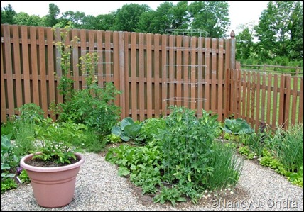 Kitchen garden fences June 22 07
