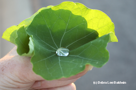 Leaf