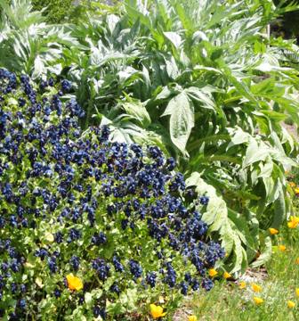 MCBG-cynara cardunculus,cerinthe purpurea, caifornia poppies