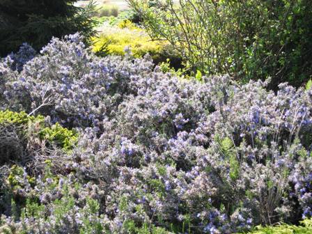 MCBG-grove of salvia-resized