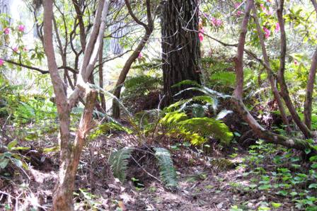 MCBG-woodland with dappled sunlight-resized