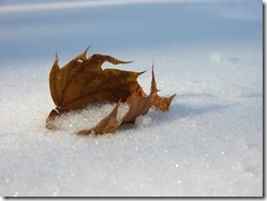 MapleLeafSleighB MapleLeafSleighB