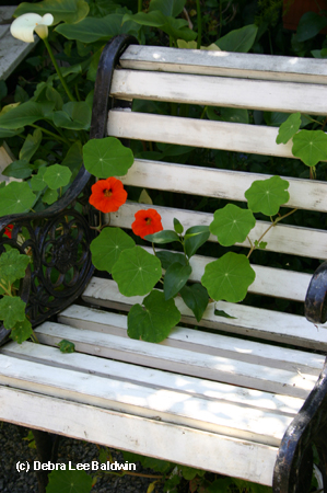Nasturtiums & bench