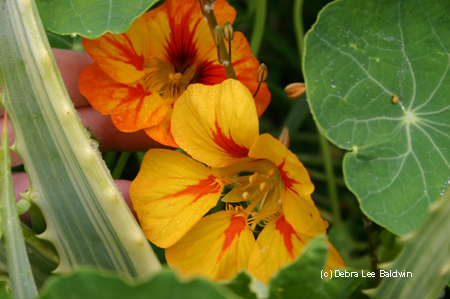 Nasturtiums, close-up