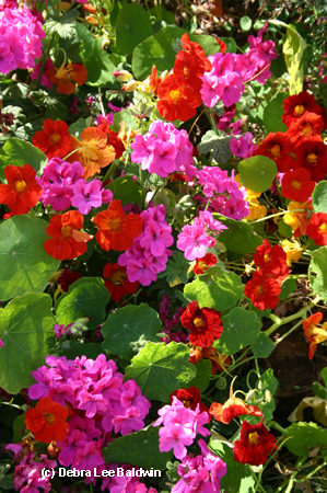 Nasturtiums & geraniums