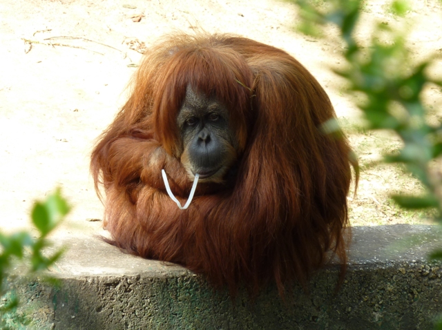 P1010020.JPG-orangatun with straw-resized