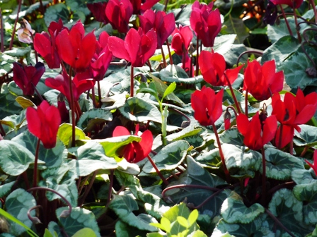 P1010026.JPG-cyclamens at JBG-resized