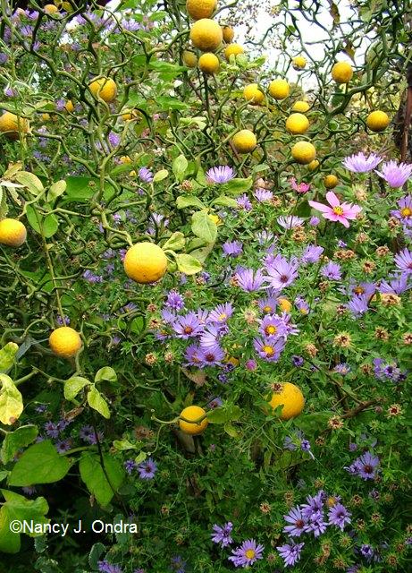 Poncirus Flying Dragon fruits and Aster oblongifolius