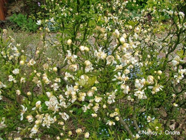 Poncirus Flying Dragon in bloom
