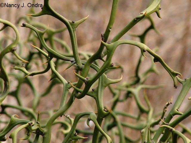 Poncirus Flying Dragon stems