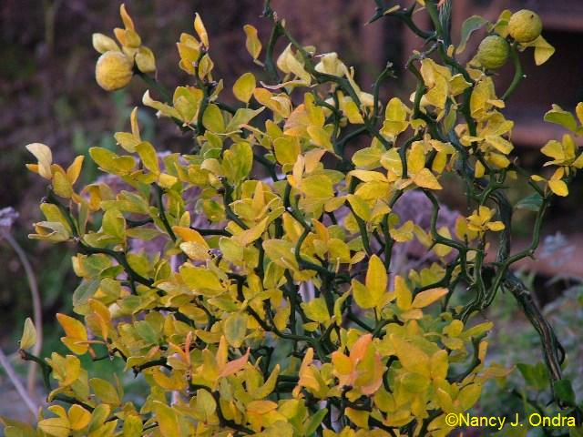 Poncirus trifoliata Flying Dragon Nov 26 06